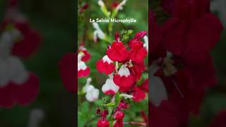 La Salvia Mycrophylla ou Sauge ornementale jardin plante sauge [upl. by Nanam]