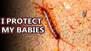 Centipede facts one hundred leggers  Animal Fact Files [upl. by Lenuahs5]