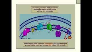 UnCoupling Protein Thermogenin Heat ProductionETC Poisons [upl. by Hadlee]