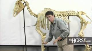 The Horses Skeleton Overview [upl. by Nylaf438]