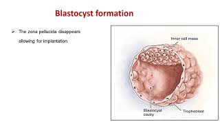 Fertilization amp implantation Part I [upl. by Lurleen561]