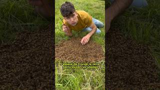 🐝Récupération d’un essaim d’abeilles au sol🐝 abeille bee apiculture ruche miel reine [upl. by Ailel]