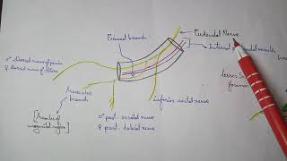 Pudendal Canal  2 Pudendal nerve and its branches  TCML [upl. by Adnim903]