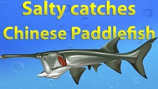 Fishao  Salty catches Chinese Paddlefish 5★ [upl. by Lodnar995]