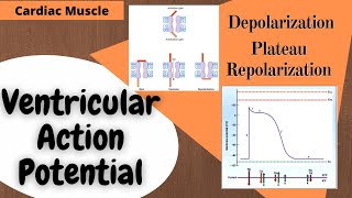 Depolarization and Repolarization of Heart Action Potential Atrial amp Ventricular Animation [upl. by Hartwell73]