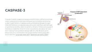 APOPTOSIS CASPASE3 [upl. by Raymund]