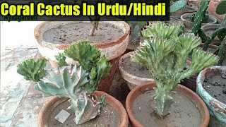 Euphorbia Lactea Coral Cactus Care in Urdu Hindi [upl. by Eey]