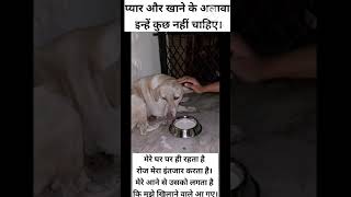 Chanda Jese tu mere sona Jawaan street dog drinking milk dogshortsvideomotivationalDoglover [upl. by Ewens]