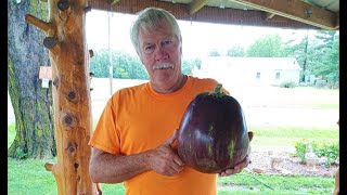 World Record Eggplant [upl. by Gurtner]