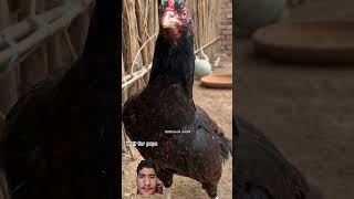 rooster chicken hen chicks whiterooster viralvideo redrooster papa amp mama [upl. by Ennalorac]