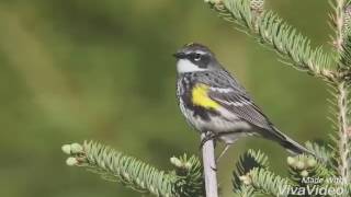 Yellow rumped warbler song [upl. by Annid161]