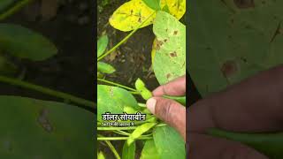 Dollar soybean variety  youtubeshorts farming soybeanfarming [upl. by Dorcy]