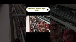 Chicken Poultry Farm Equipment Poultry Cage System  RETECH Farming [upl. by Matless]