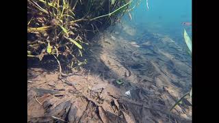 Dawkinsia filamentosa in an Eastern Ghats stream Watch in HD [upl. by Gervase]