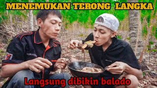 BERPETUALANG MENEMUKAN JAMUR KUPING DAN TERONG LANGKA [upl. by Noraed]