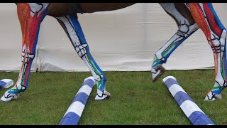 Horse Anatomy  Lower Leg Tendons and Ligaments Jumping [upl. by Ecyar]