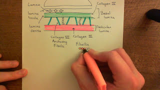 Integrins Part 4 [upl. by Inavoy337]