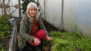 Chickweed in the the Polytunnel [upl. by Ali]