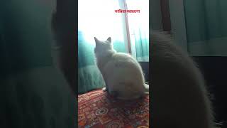 Cat sound catmusic cat cats realfoolsshorts63 boramtubevlog4821 CyberVillageSolution [upl. by Anyahc508]