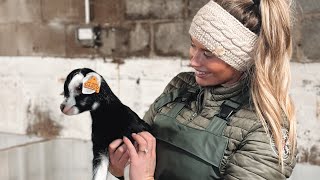 MILKING 1000 GOATS IN THE UK🐐 radip exit parlour [upl. by Notsuoh]