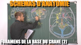 ANATOMIE DU CRÂNE  Les foramens de la cavité orbitaire et de la lame horizontale de lethmoïde [upl. by Hsivat]