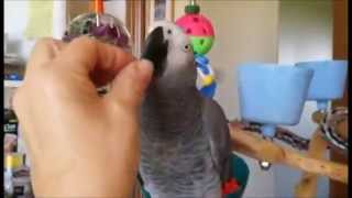 How to Train Your African Grey Parrot [upl. by Rehpotsyrk27]