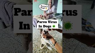 Parvo Virus 🦠 Treatment  474 [upl. by Kahle]