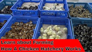 Tour How a Hatchery Works [upl. by Shuping744]