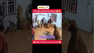 The bull entered the house 😍 घर में साढ़ घुस गया 😱 shorts viral youtubeshorts status [upl. by Nylannej]