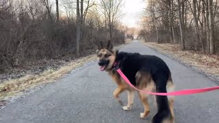 Canfield Ohio Petting German Shepherd on Bike Trail 88 [upl. by Flore]