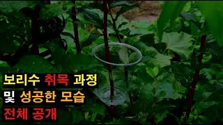 왕보리수 취목 과정 및 성공해서 뿌리가 올라온 모습을 공개합니다 보리수 왕보리수 oleaster AutumnOlive [upl. by Byrn44]