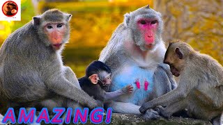 Absolutely Unbelievable Jonna and Jazzy requesting Milk Jane togethers monkey animals [upl. by Annayhs726]