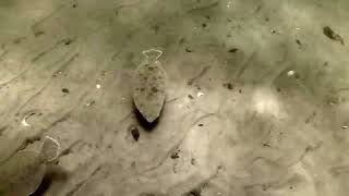 flounder  fluke fishing bucktails  shallow backwater [upl. by Keon]