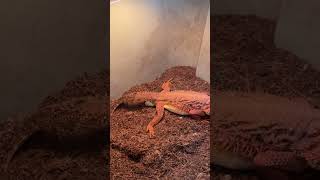 How a bearded dragon giving birth 🤰 beardeddragon breeder [upl. by Ramon]