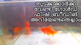 Goldfish Hand Breeding  തുടക്കക്കാർക്ക് വേണ്ടി ഗോൾഡ് ഫിഷ് ബ്രീഡിങ് അറിയേണ്ടതെല്ലാം [upl. by Verene]