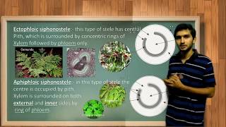 Types of Stele and its evolution in Pteridophytes [upl. by Roydd295]