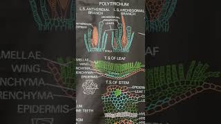 Morphology of Polytrichumpolytrichumsaprophytebryophytes [upl. by Karlee]