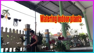 Vlog Daily Watering indoor plants [upl. by Fulton371]