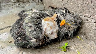 A kitten begged the Falcon quotBe my mom Pleasequot so Falcon didnt let me touch this kitten [upl. by Johen803]