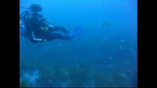 Giant Cuttlefish Attack SCUBA diver [upl. by Dorwin]