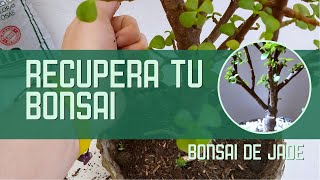 Revive tu Bonsái Consejos para Rescatar un Árbol Seco 🌿  Cuidados Esenciales 2024 [upl. by Akimrehs]