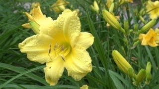 Happy Returns Daylily  Hemerocallis Happy Returns [upl. by Yseulta]