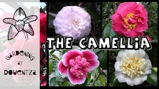 Growing Camellias  the most breathtaking varieties [upl. by Yenettirb]