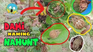 ANG DAMI NAMING NAHUNT NA GAGAMBA🕷️🕸️ [upl. by Eiclud]