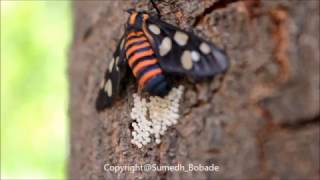 Tiger Moth Laying Eggs [upl. by Elleivap]