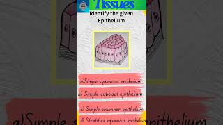 Tissues Part 22  Animal Tissues  Epithelial tissue  Epithelium shorts [upl. by Gannon363]