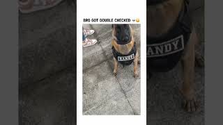 Bro got double checked lol bruh funny dog dogs subscribe trending [upl. by Inuat308]