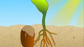 Phytochrome Signaling in Plants HD Animation [upl. by Danzig38]