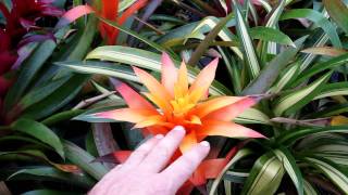 Guzmania bromeliads explained growing and care for guzmania [upl. by Htiffirg]