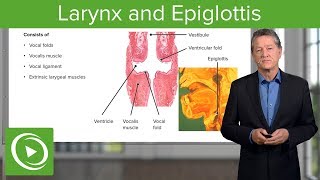 Larynx and Epiglottis – Respiratory Histology  Lecturio [upl. by Hooge651]